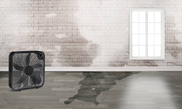 Best Carpet water damage restoration  in Henryetta, OK